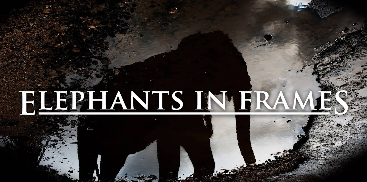 Elephants in Frames (2014)