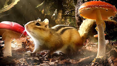 3:30 PM: Hidden Kingdoms | BBC Two | 4/8 2026