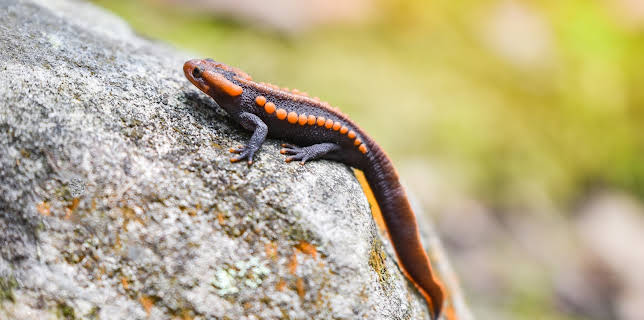 09:53: Little Giants (S1 E20) (S1) | Animal Planet | 2/8 2026