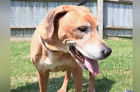 The Dog Rescuers: Episode 3