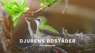 20:10: Djurens bostäder | Kunskapskanalen | 8/3 2026