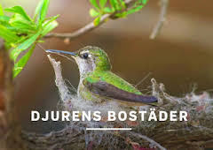 Djurens bostäder