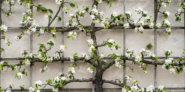 10:00: Schnittgut. Alles aus dem Garten | ARD Alpha | 3/23 2026