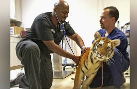 The Vet Life Season 1: Raining Cats, Dogs, and Tigers