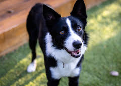 The Dog House Australia