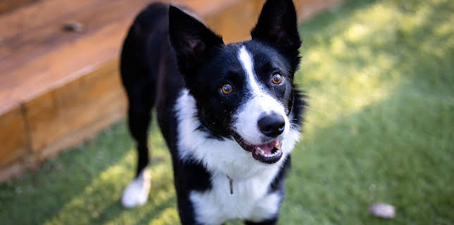 6:50 PM: The Dog House Australia | More 4 | 3/20 2026