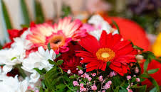 Schnittgut. Alles aus dem Garten