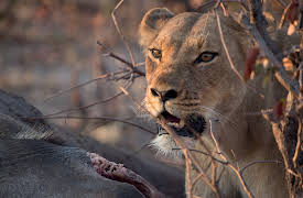 Savage Kingdom: Episode 3