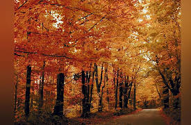 Foundations of Organic Chemistry: Conjugation and the Diels-Alder Reaction