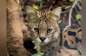 Malawi Wildlife Rescue: The Great Escape