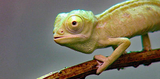 14:25: Elefant, Tiger & Co. (200) | MDR Fernsehen | 11/21 2025