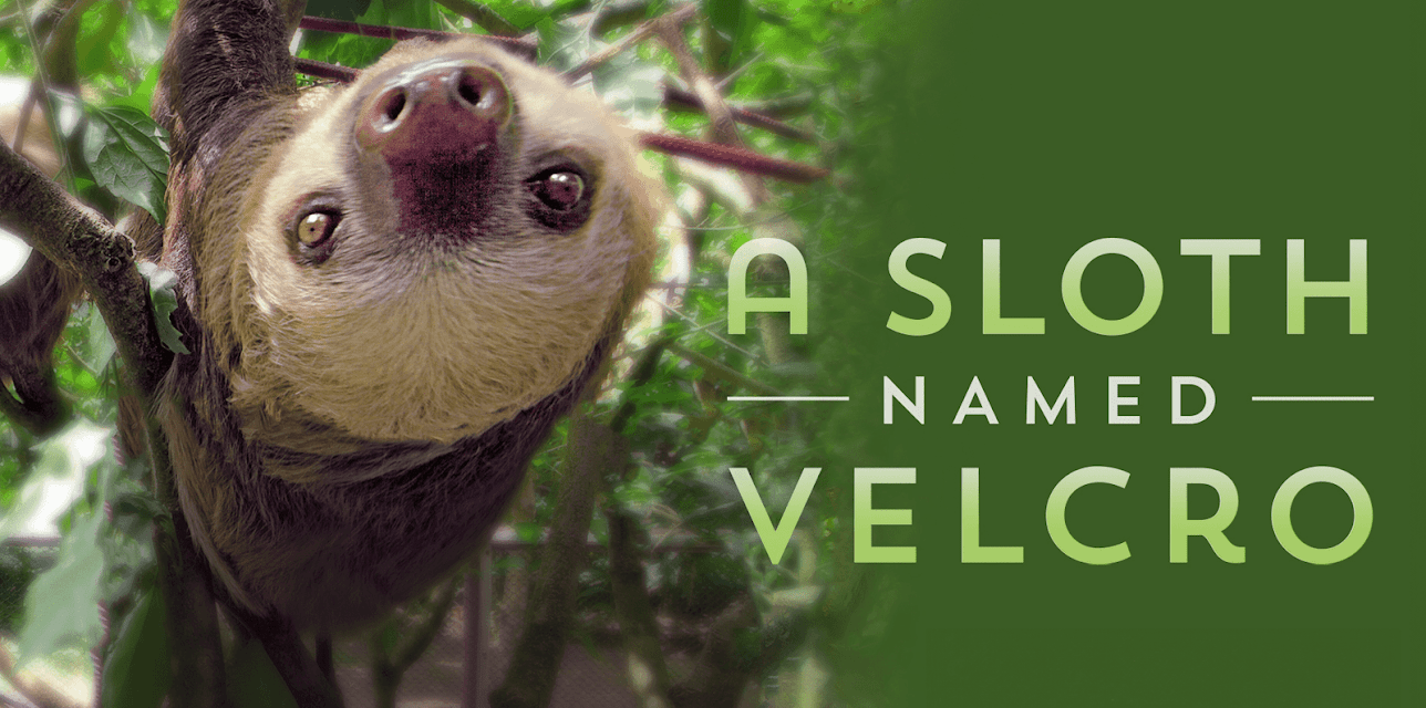 A Sloth Named Velcro (1982)