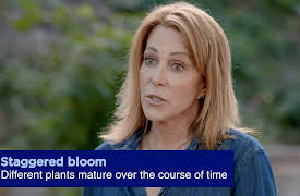 Fundamentals of Home Maintenance: From Repairs to Renovations: Decorative Yard Plantings