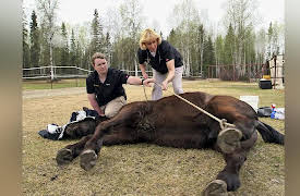 Dr. Dee Alaska Vet Season 1: Raging Horse