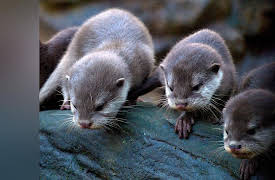 Baby Animals: Joined at the Hip