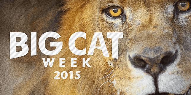 Big Cat Week 2015