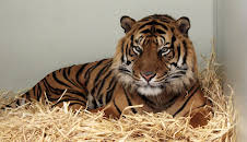 Giraffe, Erdmännchen & Co. (167)