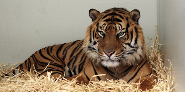 05:55: Giraffe, Erdmännchen & Co. (167) | HR Fernsehen | 2/5 2026