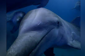 Spy in the Wild: Dolphins: Spy in the Pod, Pt. 1