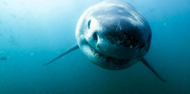 2:40 PM: Shark Bites (S1) | CBBC | 12/23 2025