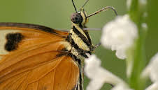 Schmetterlinge!!! Superhelden der Natur
