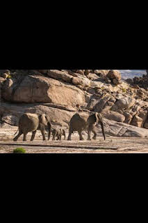 00:40: Los secretos de los elefantes: El desierto | Nat Geo Wild | 3/12 2026