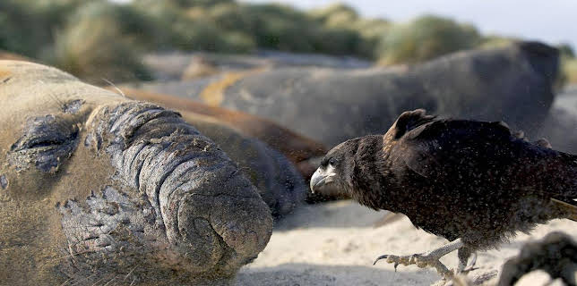 17:50: Legenden der Lüfte | Arte | 1/15 2026