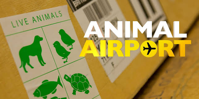 Animal Airport