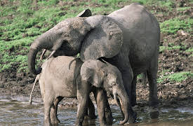 Planet Earth: Episode 10