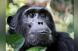 The Great Tours: African Safari: Primate Safaris