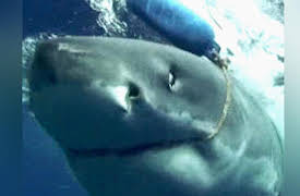 When Vacations Attack! Season 1: When Vacations Attack EP 4