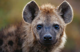 Gangland Killers: Episode 5