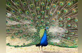 The Scientific Wonder of Birds: Avian Turf Wars: Defending a Territory