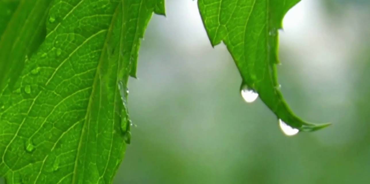 Zen Sleep: Soothing Forest Rain (2 Hrs) (2024)