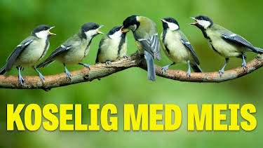15:25: Koselig med meis | NRK 1 | 9/20 2026