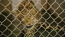 Leopard, Seebär & Co. (60)