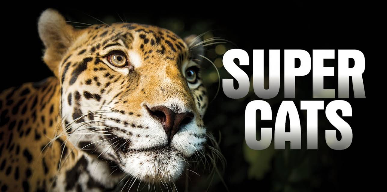 Super Cats, Season 1