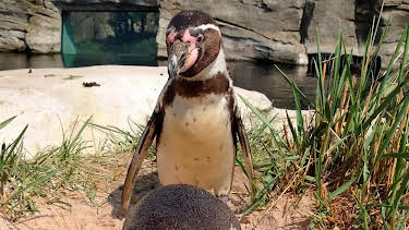 17:10: Seehund, Puma & Co (149) | Radio Bremen | 4/27 2026