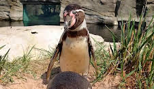 Seehund, Puma & Co (149)