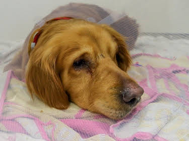 18:25: Der Super-Doc - Einsatz für 4 Pfoten | Sixx | 4/26 2026