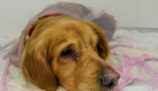 Der Super-Doc - Einsatz für 4 Pfoten