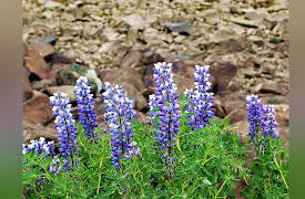 The Great Tours: Iceland: Iceland’s Non-Native Plants and Animals
