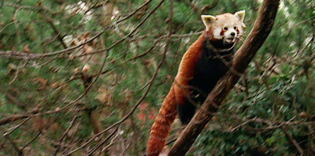 10:35: Elefant, Tiger & Co. (289) | MDR Fernsehen | 1/5 2026