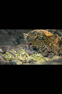 18:00: Predador vs. presa: Leopardo | Nat Geo Wild | 1/31 2026