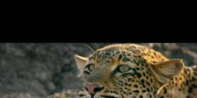 19:40: Predador vs. presa: Leopardo | Nat Geo Wild | 2/12 2026