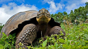 4:15 PM: Natural World | BBC Two | 10/1 2026
