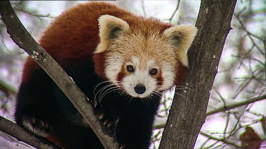 10:35: Elefant, Tiger & Co. | MDR Fernsehen | 4/23 2026