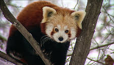 Elefant, Tiger & Co.