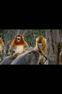 11:00: Astutos y letales: Defensa | Nat Geo Wild | 4/1 2026