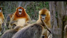 Astutos y letales: Defensa